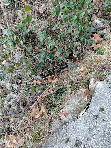 Sorgente del Fiume Lura
