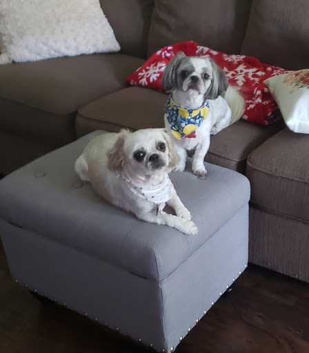 Greenwood Vet Clinic - Thumbnail