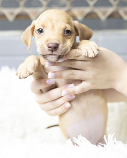 White River Humane Society - Thumbnail