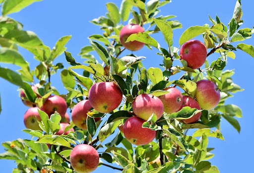 Fruits Et Legumes Provence Indust - Thumbnail