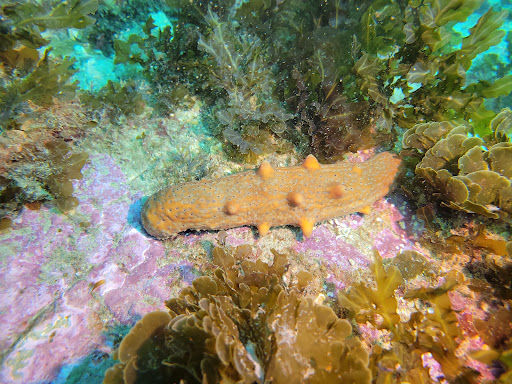 Catalina Scuba - Thumbnail