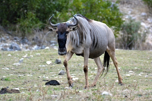 Circle H Ranch and Wildlife Buyer - Thumbnail