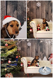Photo n°16 de PAUSE CANIN à Revel (Toiletteur)