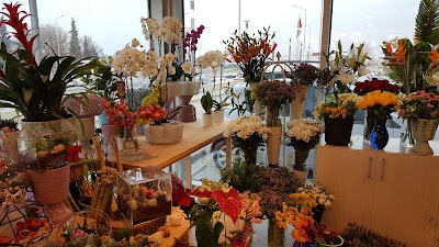 Photos of Sakura Flower & Design