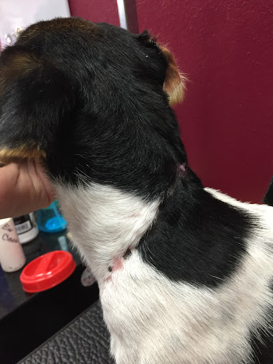 Alessandro Animal Hospital - Thumbnail