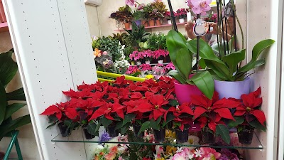 Photos of Floristeria Myriam