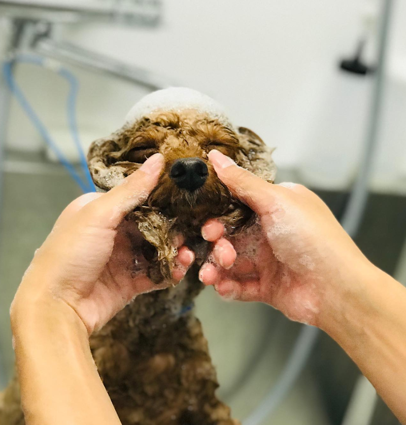 トリミング 岐阜 Dogsalon Fuwalier （フワリエ）