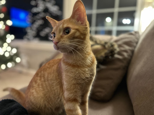 The 4th Cat - Visual