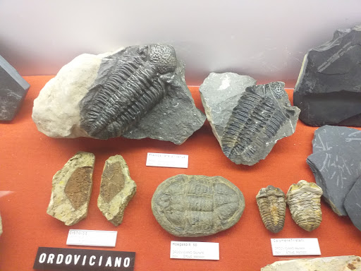 Museum of Natural History "Don Bosco" - Thumbnail