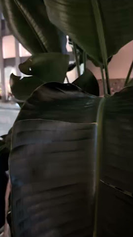 Ginger - Ristorante NYC by null