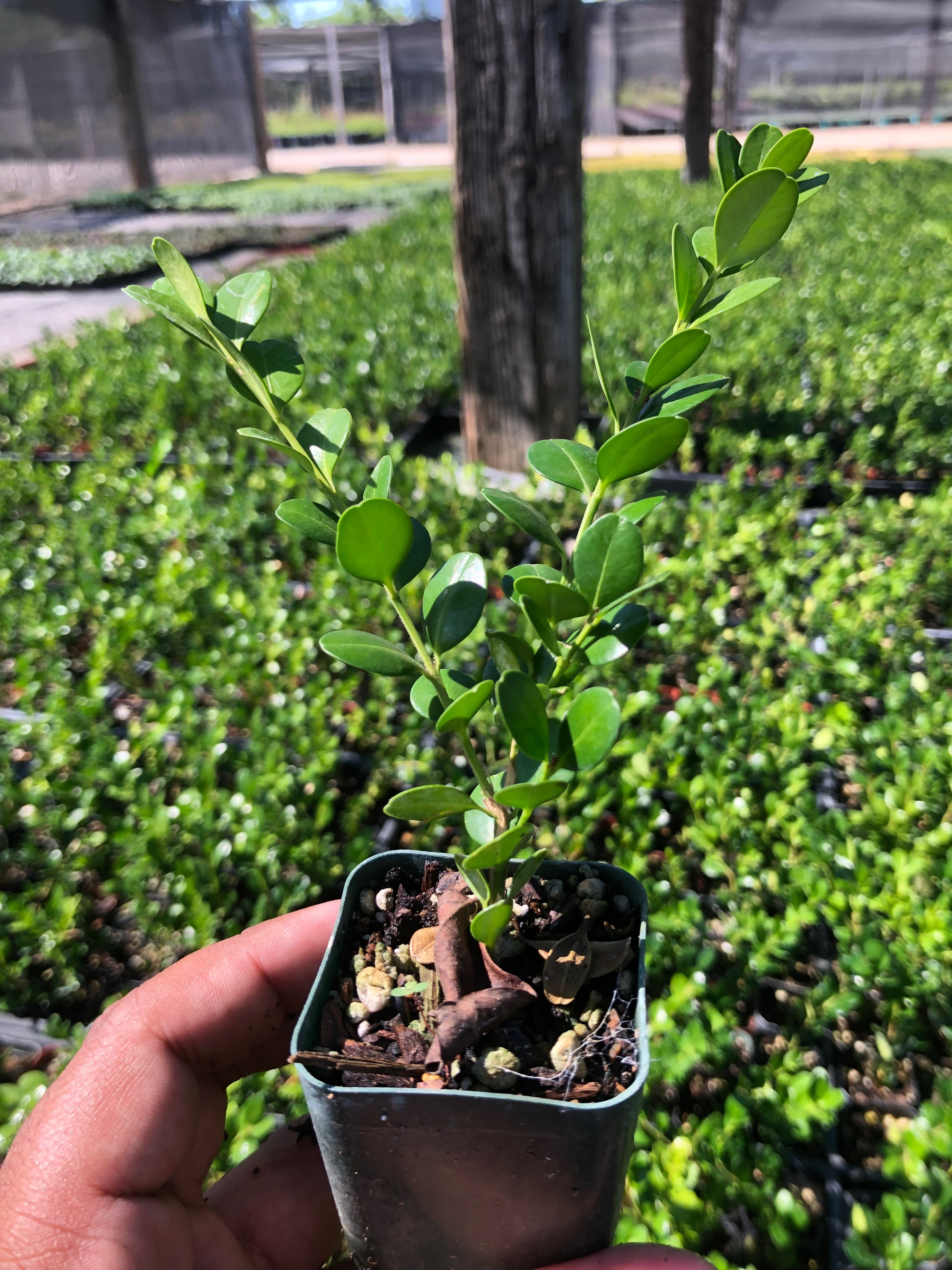 New Horizon Growers Wholesale Nursery