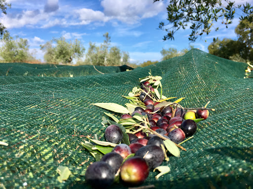 BioToscana - Visual