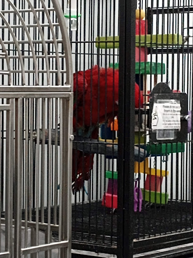 In A Pickle Parrot Shop - Thumbnail
