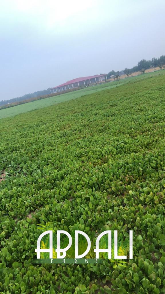 مزرعة حمد شريدة العدواني - صورة 2