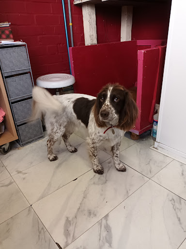 Wash & Wags Gallery - United Kingdom