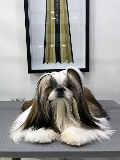 Petsvale Animal Cottage Gallery - Singapore