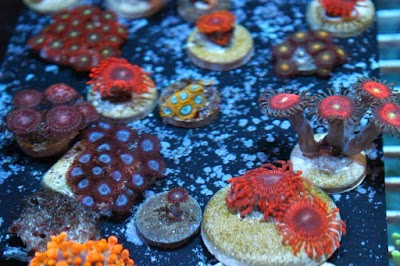 House of Corals