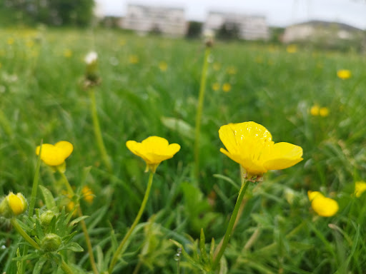 Parc du Taureau - Thumbnail