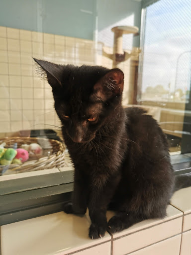Dierenasiel Waalwijk e.o - Thumbnail