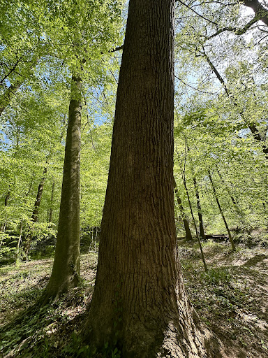 Frazer Forest - Visual