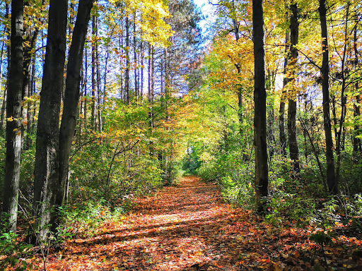Pinhey Forest - Thumbnail