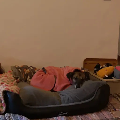 BooDoggo - Thumbnail