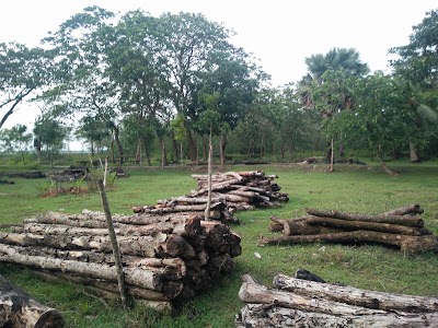 Photos of Sundarban National Forest Bangladesh