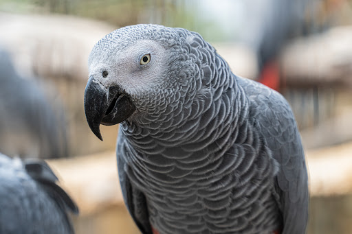 Lincolnshire Wildlife Park Gallery - United States