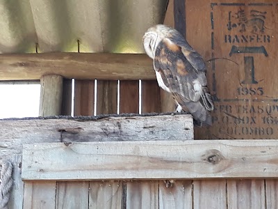 Photos of African Bird of Prey Sanctuary