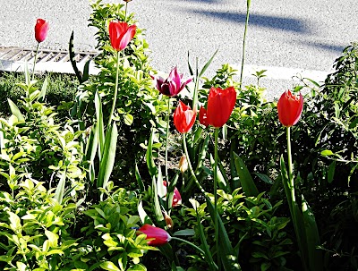 Photos of Manisa Municipality