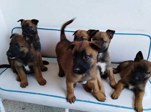 Veterinaria "El Arca de Noe" Nezahualcóyotl
