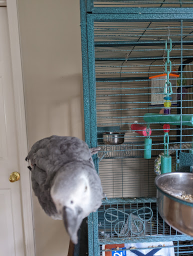 Parrots N Stuff - Thumbnail