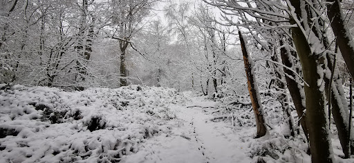 Beech Wood