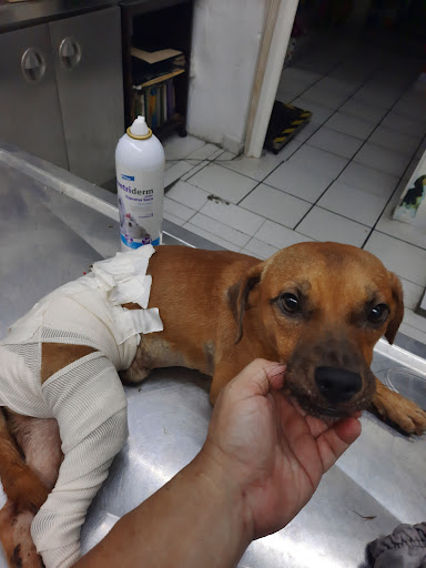 SerVet : Clinica Veterinaria