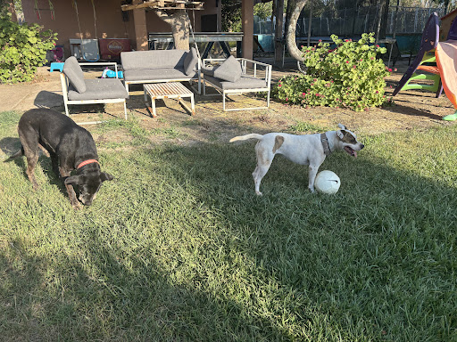 Hotel para perros Los Molinos Pets Hotel