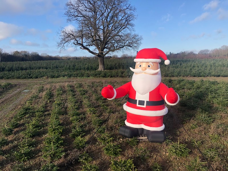 Christmas Tree Place photo 2