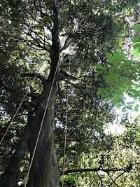 株式会社ツリーワークプロ