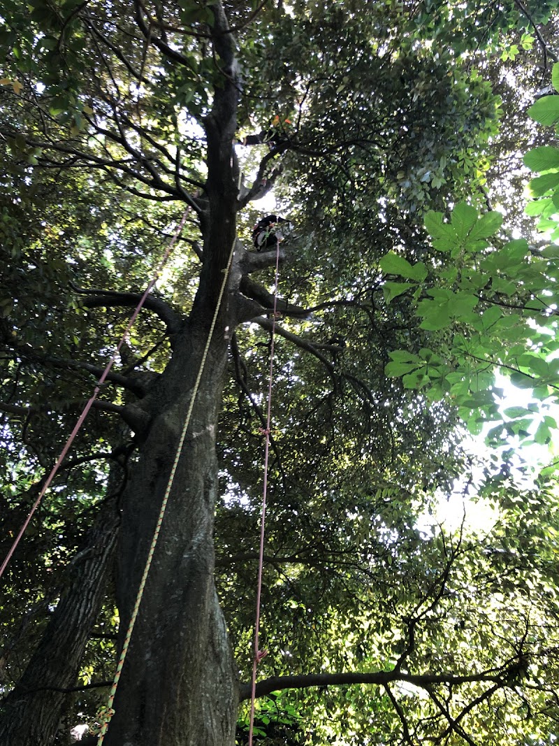 株式会社ツリーワークプロ