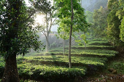 Photos of Udagilma Tea Estate Resort
