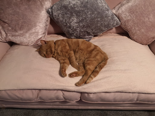 microchippingforcats - Visual