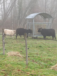 Photo n°13 de Ecurie Talhadjia à Pujo-le-Plan (Ferme d'élevage)