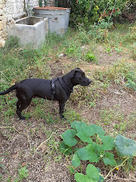 Photo n°6 de Bien chez moi io à Saint-Pierre-d'Oléron (Garde d'animaux de compagnie)