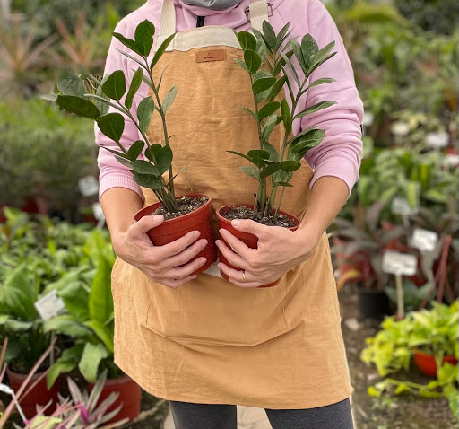 Vivero Sirolli - Foto 1