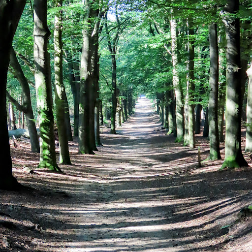 Amerongse Bos - Thumbnail