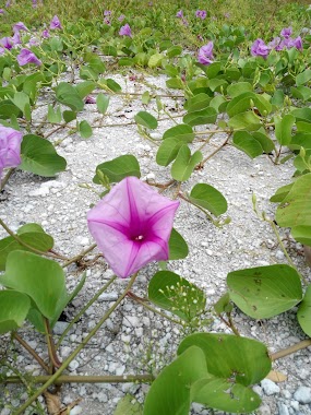 Maldives Relax Holidays, Author: Md Razib