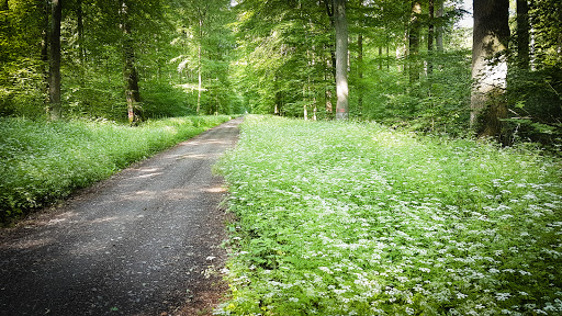 Bannwald - Visual