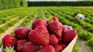 McLauchlans of Boxted fruit farm