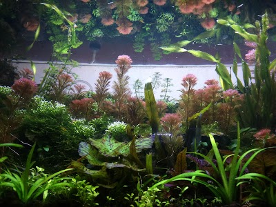 Photos of F3 Aquarium