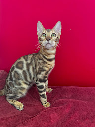 Photo n°10 de Domaine de Jade - Elevage de Chats Bengal et British à Fons (Éleveur de chats)