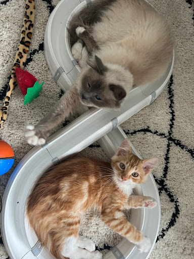 La Vie & Pattes - Pet-sitter Angers (49) - Thumbnail